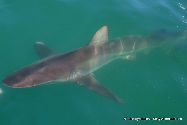 Bronze whaler shark, South africa